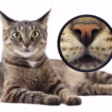 こんな仕草は要注意!猫が教えてくれる病院へ行くべき些細なサイン