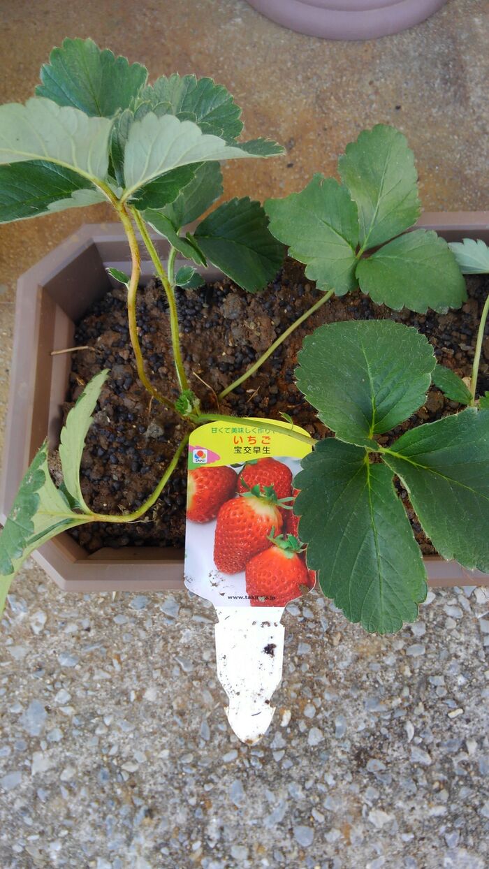 *ガーデニング*いちごの植え方