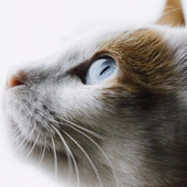 目の色で性格が分る?猫の目には沢山の不思議が隠されているらしい!