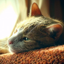 猫が「寂しいニャ。」と感じるとき☆飼い主が気をつけるポイントとは?