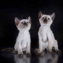 アトピー性皮膚炎の人は猫が飼えない?ネコの毛が人に与える影響とは