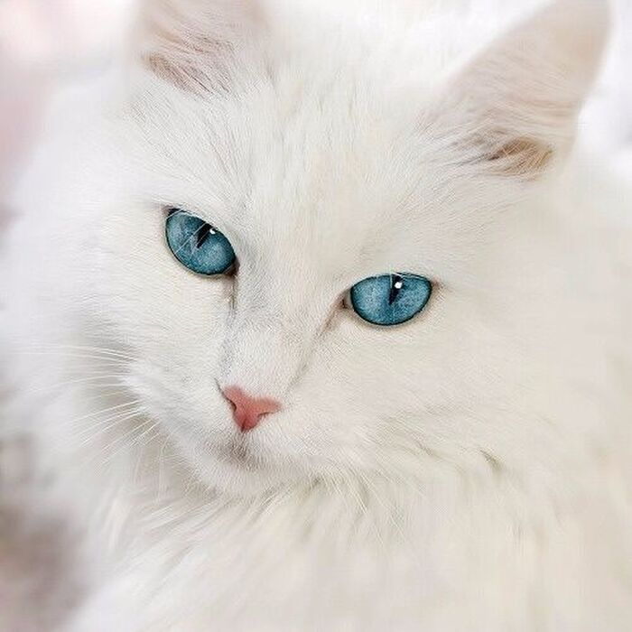 白猫と黒猫は性格が正反対？ネコの毛色から分るネコの性格の特徴とは