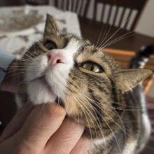 気づいてニャ!猫が嫌がる飼い主の行為&猫が不安に感じる環境とは