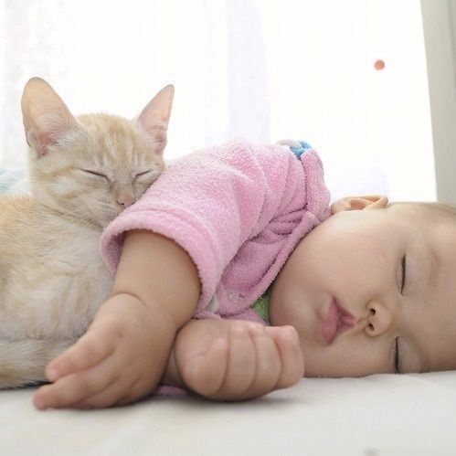 【猫と赤ちゃん】妊婦さんへ知って欲しい☆トキソプラズマは怖くない！