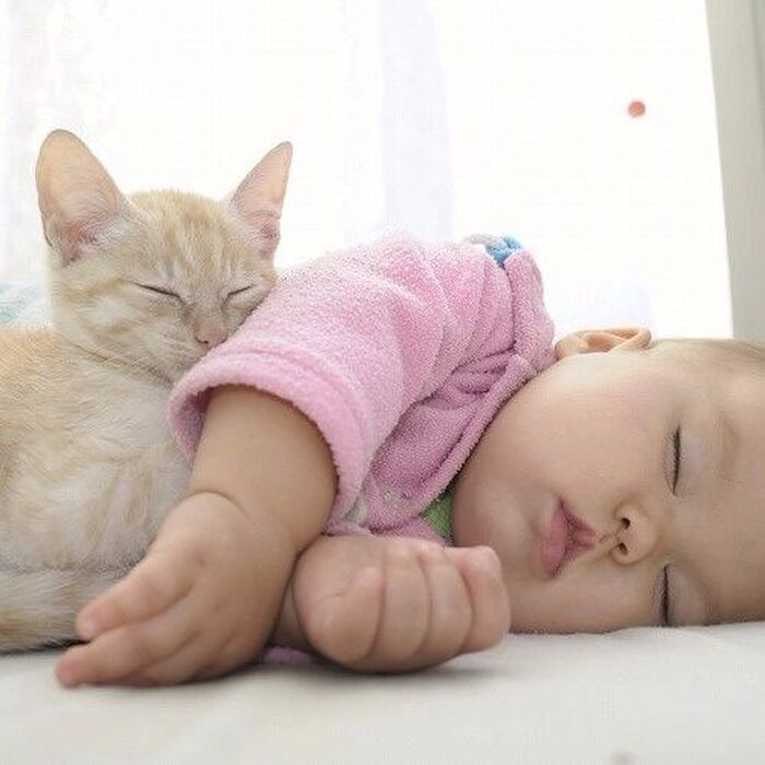 【猫と赤ちゃん】妊婦さんへ知って欲しい☆トキソプラズマは怖くない!