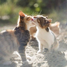 猫が飼い主の顔を舐める時犬の場合は愛情でも猫の場合は違うかも(泣)