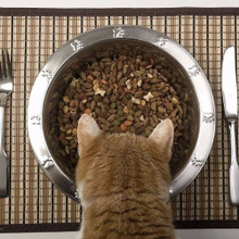 ちょっと知りたい!他の人の猫ライフ③気になる!隣の猫ごはん♡