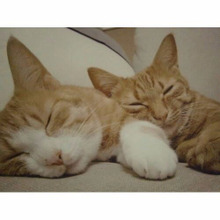 ちょっと知りたい!他の人の猫ライフ②猫の多頭飼いメリットはある?