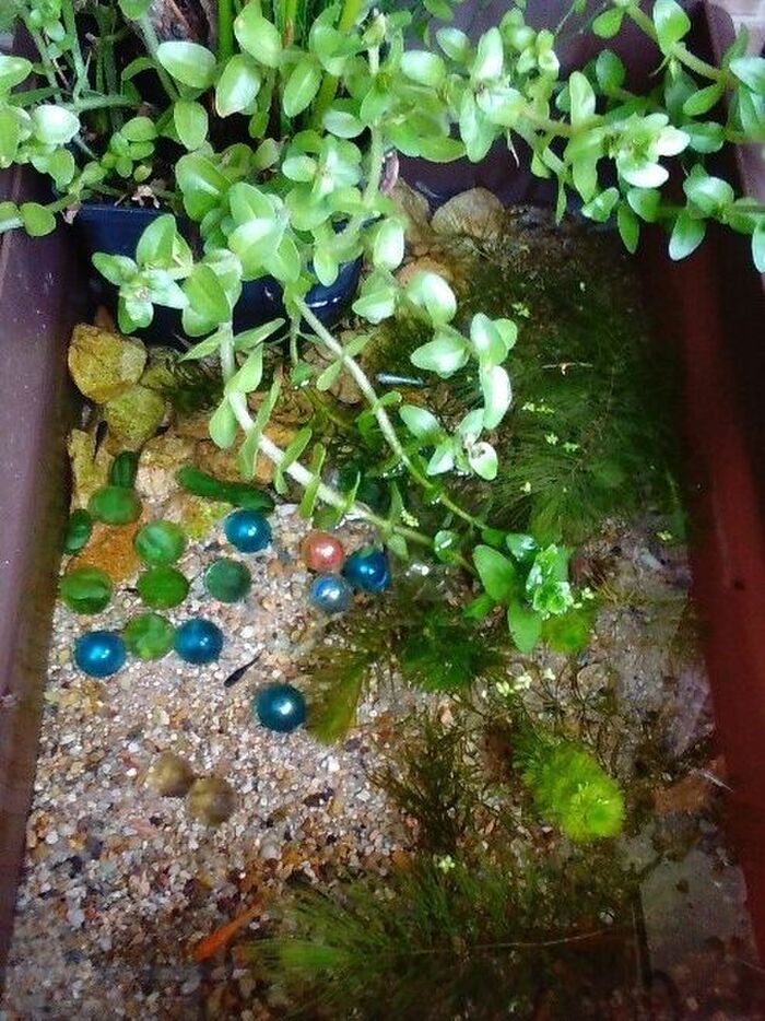 水槽の中も一工夫