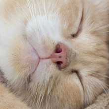 【猫の体臭】猫ってお風呂に入らないのに臭くないのはなぜ?猫の体臭の秘密