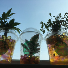 捨てるのはもったいない!スタバカップをリメイク!