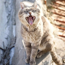 嫌だニャ!飼い主がやってはいけない猫を怒らせてしまう行為とは