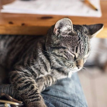 『甘えたい』わけじゃないのかも?!猫がヒザに乗りたがる3つの気持ち