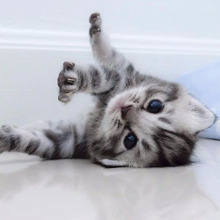 猫は○○○が嫌い?あなたはどっち?猫に好かれる人と嫌いな人の特徴