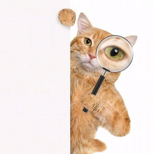 死期だけじゃない!猫は人間の○○にも敏感に気がつく!