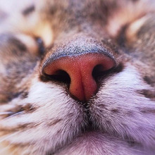 飼い主に福を呼んでくれるネコは○を見れば分る!招き猫の見分け方