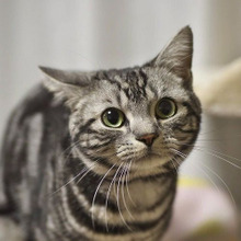 抱っこさせてくれない(泣)ツンデレな猫を甘えさせる3つの方法