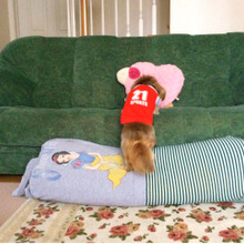 愛犬のために♪布団と洋服で ロング クッション♪