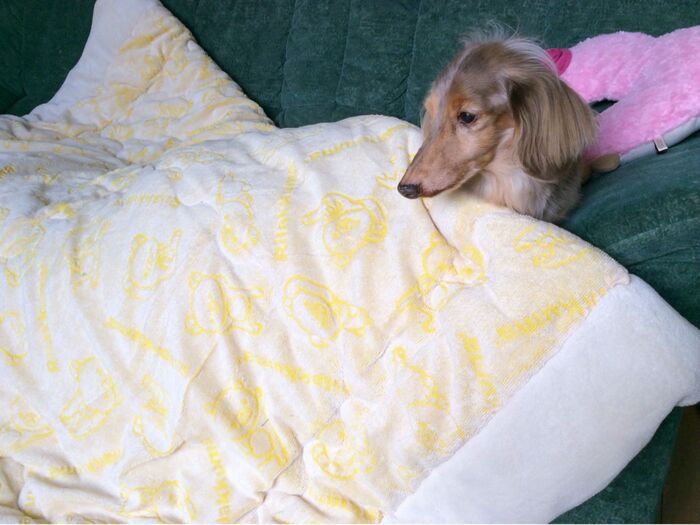 ポリエステル 100%の 中綿 掛け布団♪