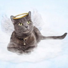 猫との死別。そのあと猫の魂はどうなるの?猫の『命』の不思議な伝承