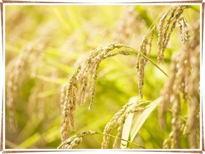 肌の乾燥が気になるシーズンは、餅米に含まれる「米胚芽油」でのりきる!