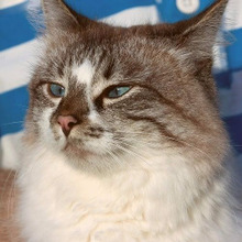 猫にとってはありがた迷惑?飼い主が猫にやってしまいがちなNG行為