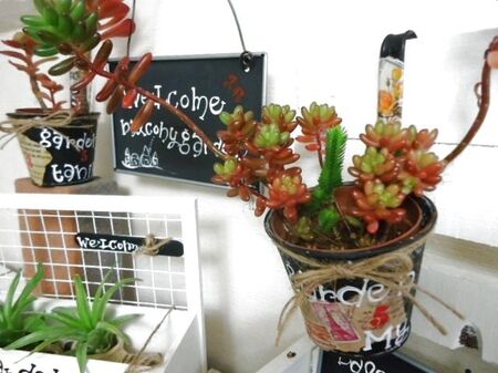 多肉植物の鉢カバー
