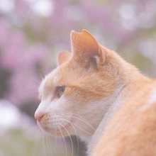猫の老化は7歳から。ネコの老化のサインはこの5つをチェック!