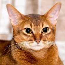 人間を一番愛する猫は?100人の獣医師へのアンケートで分かった猫の性格