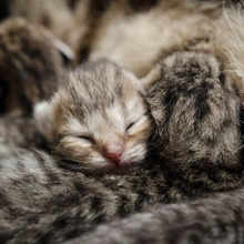 【猫の出産】猫の出産トラブル!こんなとき飼い主はどうしたらいい?