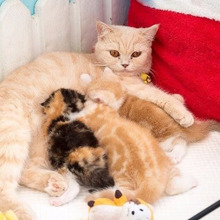 【猫の妊娠】もしかして妊娠?愛猫が妊娠したらやるべきチェックポイント