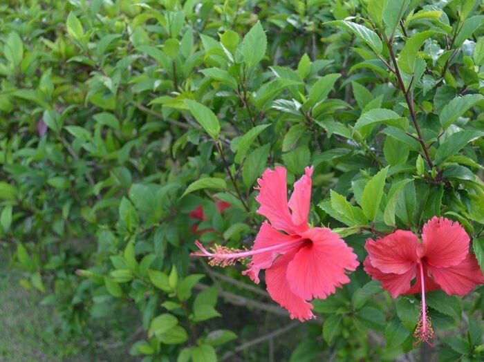 グアムをオススメできるポイントはこれ!