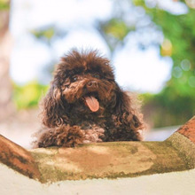 ワンちゃん・ネコちゃん ペットにかかるお値段How much?