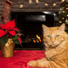 猫にこんなものが危険?最近の研究で明らかになった猫にダメなものワースト3