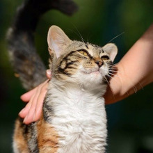 猫は撫でられるのが苦手かも?いきなりガブリの理由に思わず納得♪