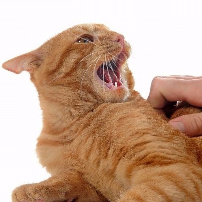 『猫の噛み癖』問題行動を徹底的に治す!飼い主がやるべきことはこの4つ