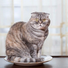 【猫の食事】早食い・丸呑み・ちょこちょこ食べにはこんな理由があった!