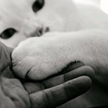 猫の年齢にも「厄年」がある?猫の寿命の「節目」にあたる年齢はこの5つ!