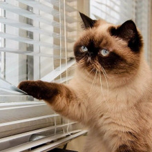 猫は嫉妬深い?電話してると鳴くのはなぜ?猫のトリビアを紹介します