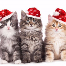 冬は特に伝えたい!猫が飼い主にお願いしたいニャンコの気持ちとは