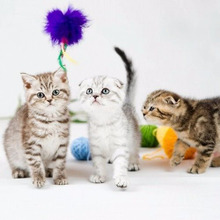 オス猫とメス猫、長毛の猫と短毛の猫、あなたにぴったりな猫の選び方とは