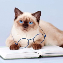 避妊したメス猫の性格は〇〇になる?猫の性格と血液型の関係とは?