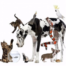 ペットの種類で飼い主の○○が分る(笑)アメリカの研究が結構凄い【後編】