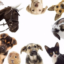 ペットの種類で飼い主の○○が分る(笑)アメリカの研究が結構凄い【前編】