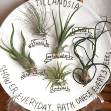 らくやきマーカーでエアプランツ図鑑