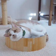 猫が寝ている姿勢で部屋の温度が分る?猫の快適なベッドの選び方とは