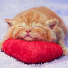 「猫を見に来ない?」友達の家の猫とすぐ仲良くなるための3つのマナー