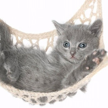 嬉しいニャ!猫が喜ぶ「飼い主と猫が両方幸せを感じる」付き合い方3か条