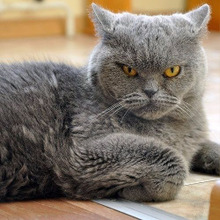 ボス猫は強いだけで決まる訳ではなかった!知られざる猫社会の掟とは