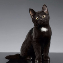 猫の耳掃除は結構重要かも?10日に1回は耳掃除をした方が良い理由